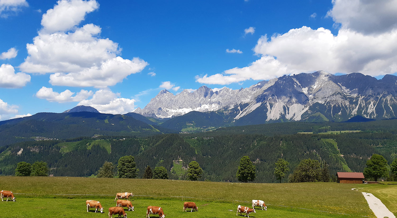grasende Kühe auf der Wiese vor dem Alpstegerhof
