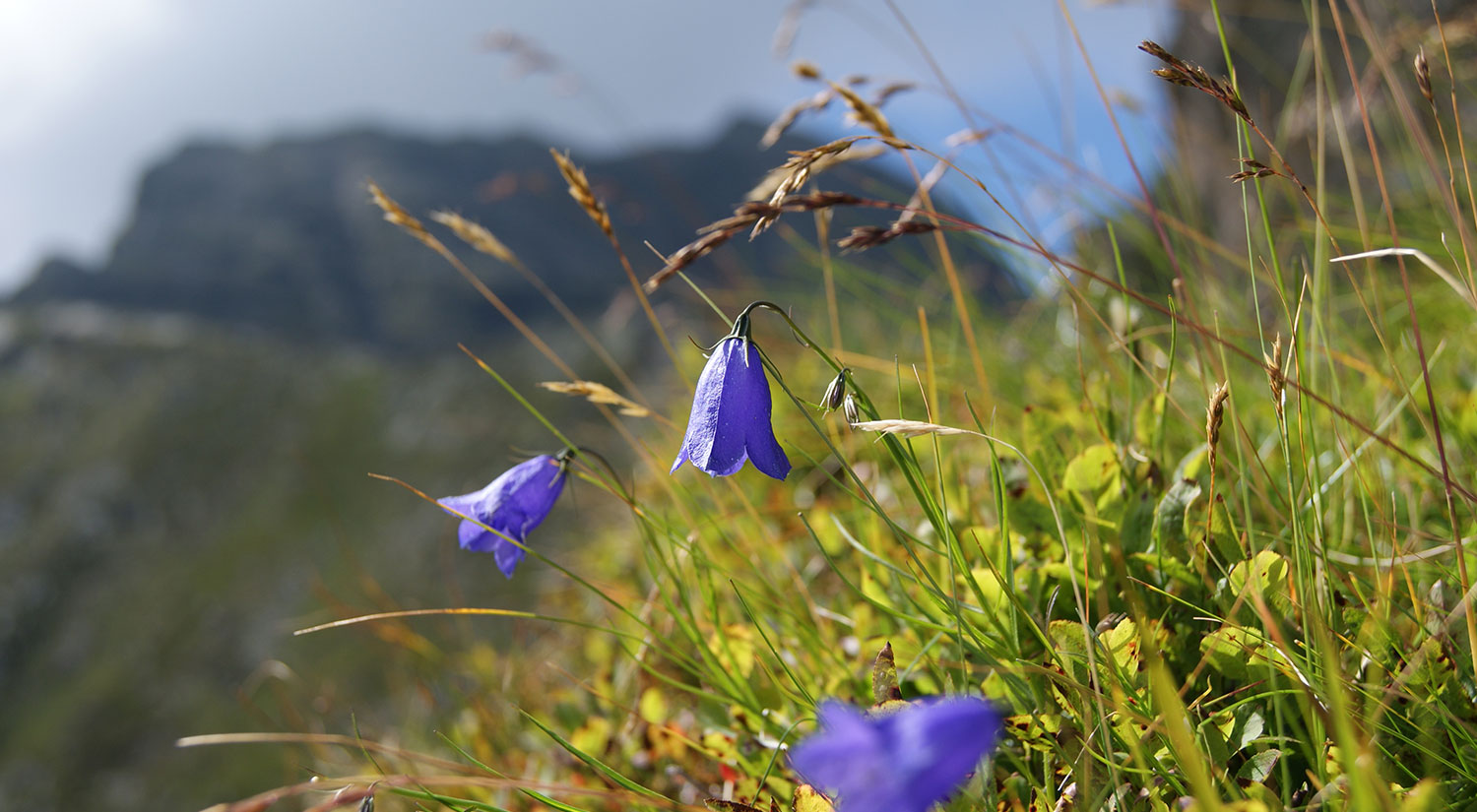 Wiese in den Bergen der Region Schladming-Dachstein