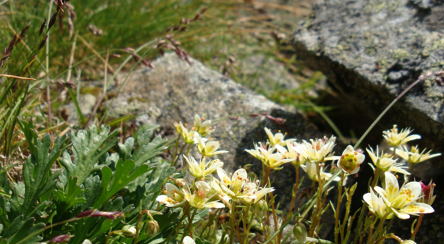 Blumen in den Schladminger Tauern