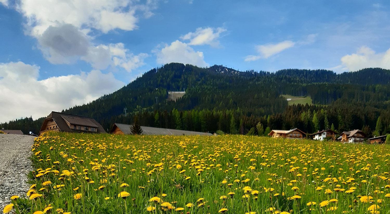 die Blumenwiese rund um den Alpstegerhof